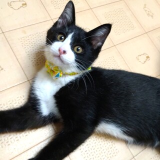 ずっとのおうち決定★甘えん坊に変身びしゃもんてん君