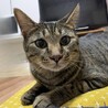 イケメンなキジトラくん！ サムネイル2