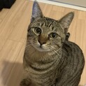 イケメンなキジトラくん！