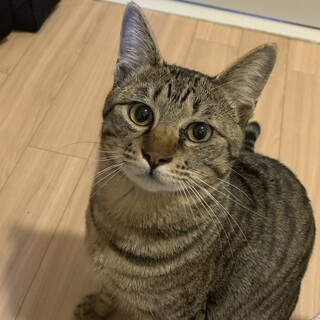 イケメンなキジトラくん！