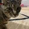 イケメンなキジトラくん！ サムネイル3