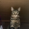 イケメンなキジトラくん！ サムネイル4