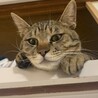 イケメンなキジトラくん！ サムネイル5