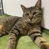 イケメンなキジトラくん！ サムネイル6