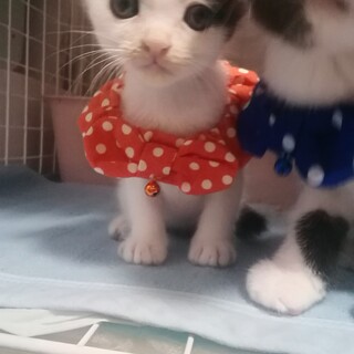 【募集一時停止】幸運のハートマークココロくん