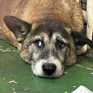 マリオくん❗️家族募集中です