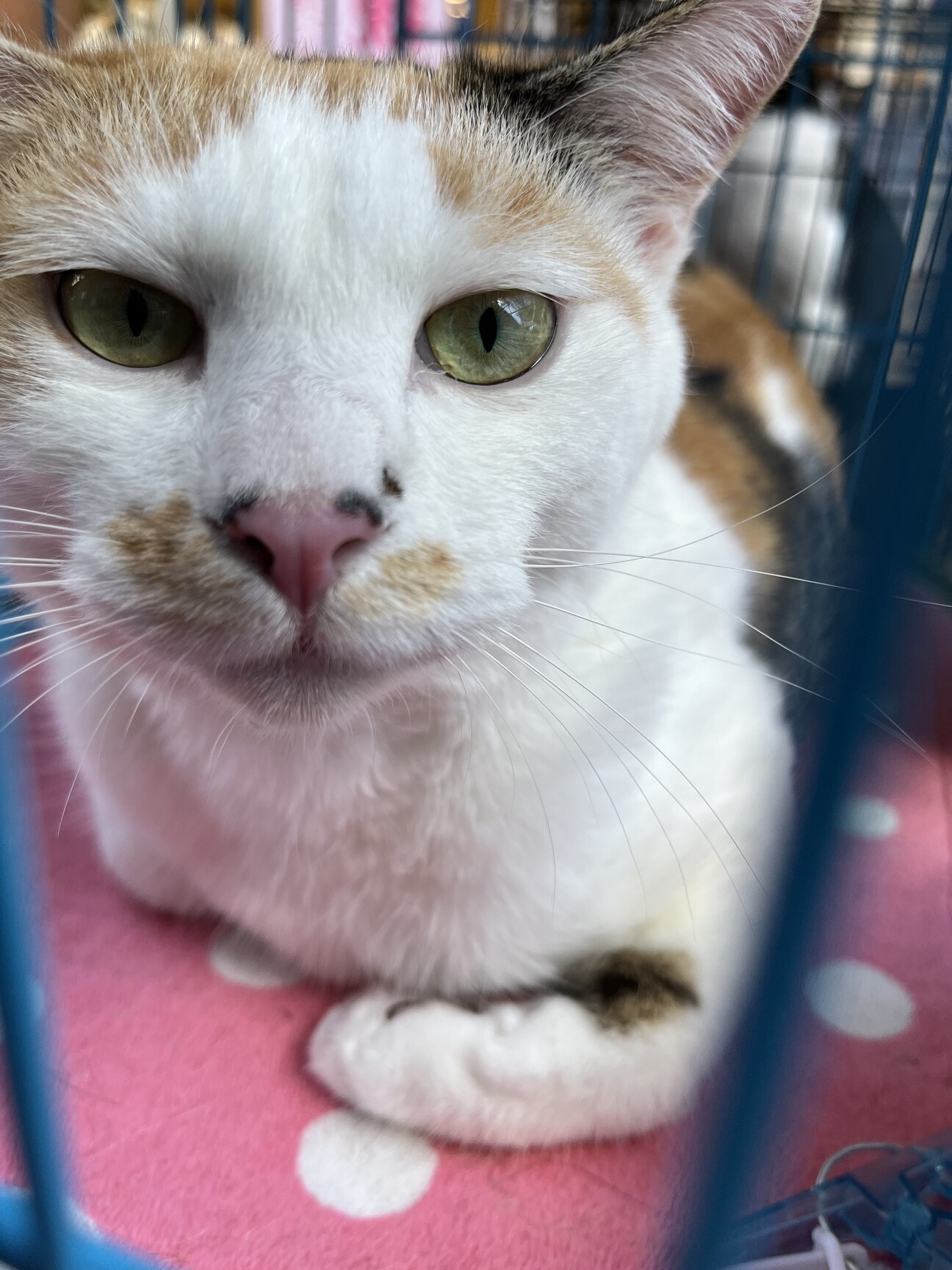 三毛猫 おねだり三毛猫｜WooBia公式オンラインショップ – WooBia