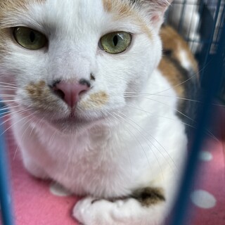三毛猫のみぃちゃん