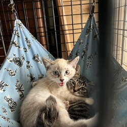 三重県桑名市7月14日(日)リトルパウエイド譲渡会 サムネイル2