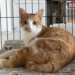 三重県桑名市7月14日(日)リトルパウエイド譲渡会 サムネイル3