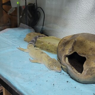 【一時募集停止】ハイイエロー レオパードゲッコー