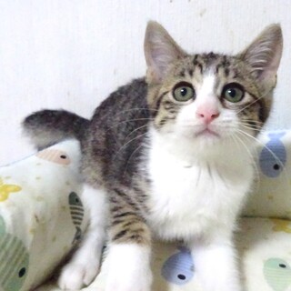 ７月２８日（日）譲渡会参加、元気いっぱい友ちゃん