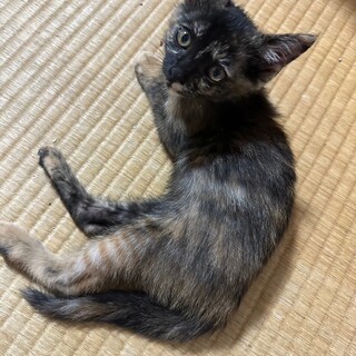 超甘えん坊のサビちゃんです