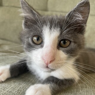 人が大好きな甘えん坊のギンちゃん