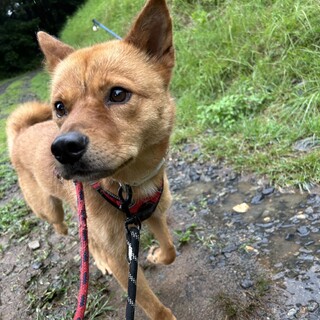 困り顔がチャームポイント☆ライラくん