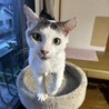 白キジの可愛いい男の子 サムネイル2