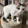 白キジの可愛いい男の子 サムネイル3