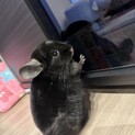 里親募集です