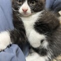 生後二か月ほどの子猫の里親募集中