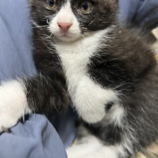 生後二か月ほどの子猫の里親募集中