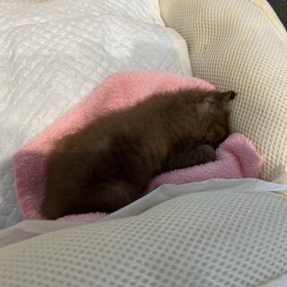 緊急で里親募集です。