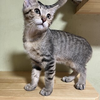 茶キジ　6ヶ月　男の子