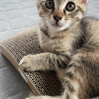 走り回るの大好きキジトラ女の子