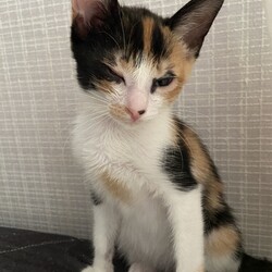 ほごねこ譲渡会 サムネイル2