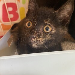 ほごねこ譲渡会 サムネイル3