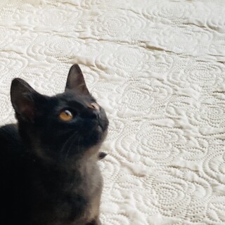 箒から落ちてきたジジ