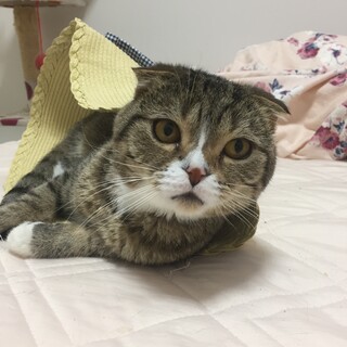 甘えん坊人が好きな　スコテッシュ