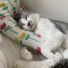 昼はいつも抱き枕で寝てます