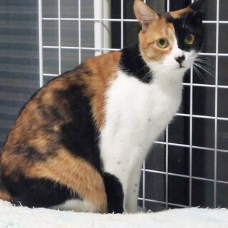 まつりちゃん、1才お見合い可能です！