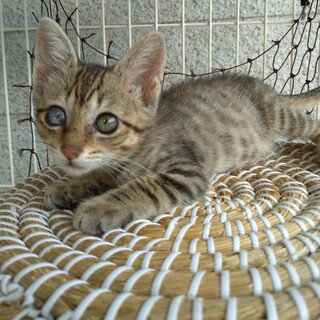 キジトラの兄妹猫です　血液検査陰性確認済
