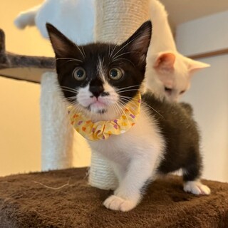 7/14幕張ෆ⃛甘えん坊さんෆ⃛ごまちゃん