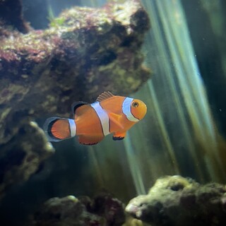 カクレクマノミ3匹、ハタタテハゼ一匹