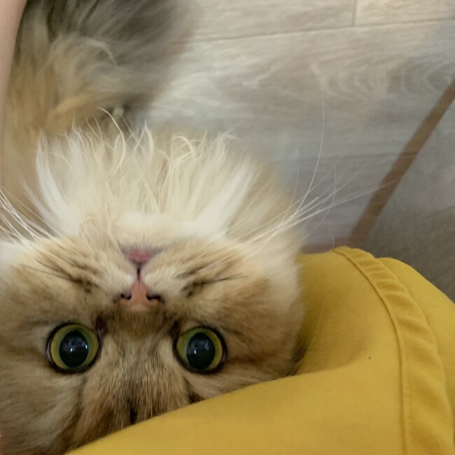 ムーーーのカバー写真
