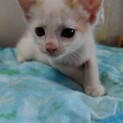 白茶の仔猫