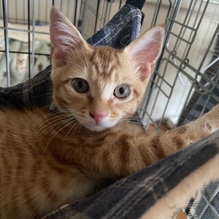 里親決定！あさひくん　