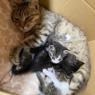生後1ヶ月 3匹の子猫の里親募集☆オス１匹