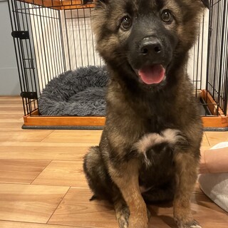 熊みたいな仔犬ちゃん