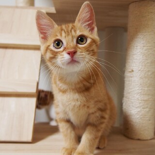 【8/4芝浦】可愛いお顔の仲良し兄弟♪テトくん