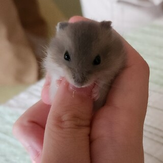 ジャンガリアンハムスターの赤ちゃん4匹