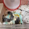 ジャンガリアンハムスターの赤ちゃん4匹 サムネイル3