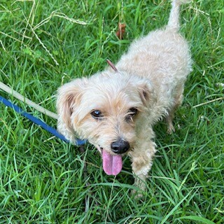 お散歩大好き　チーズくん