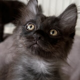 おっとり優しい　リト君