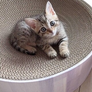 見上げてゴロゴロキュン♡ドゥーくん