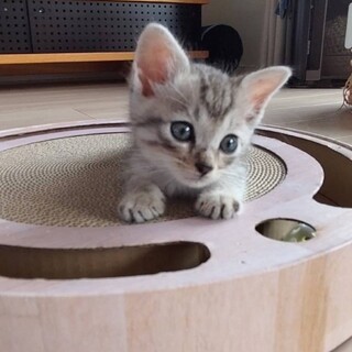 甘えん坊の優しい男の子♡カトルくん