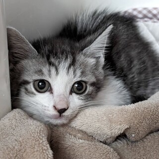 ちょっとビビリな甘えんぼ　リリちゃん