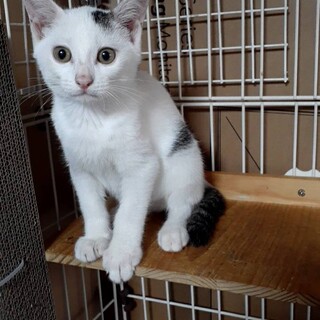 キジシロ　ドビ君　3ヶ月